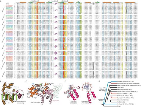 A Multiple Sequence Alignment Of Various Eukaryotic Cr Ntpase