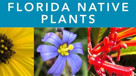 Florida Native Plants Youtube