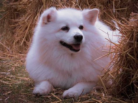 13 Things You Dont Know About American Eskimo Dogs Our Dog Breeds