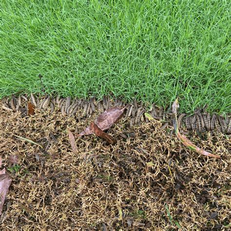 Battling Pests Win The Battle Against Lawn Grubs And Armyworms With