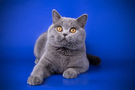 Blue Domestic Shorthair Cat