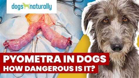 Pyometra In Dogs How Dangerous Is It Youtube