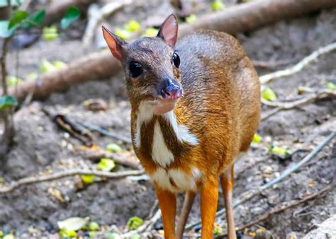 69 Strange, Cool, and Weird Animals: Mammals, Reptiles ...