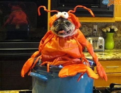 Ten Claw Snapping Funny Dogs Dressed As Lobsters Pugs In Costume