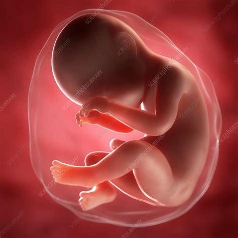 Foetus At 38 Weeks Artwork Stock Image F0069183 Science Photo