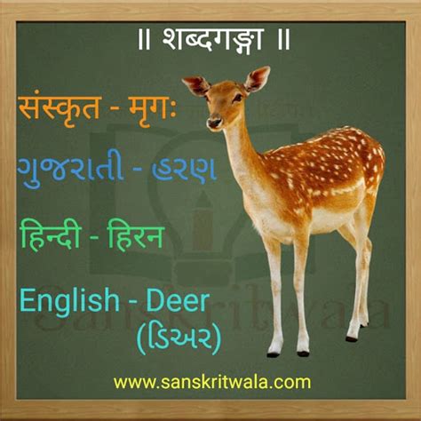 Names of domestic and wild animals in sanskrit with attractive reference images and hindi and english translation. Sanskritwala: Animal names in Sanskrit