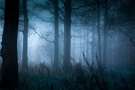 Dark Forest Stock Photos Pictures And Royalty Free Images Istock