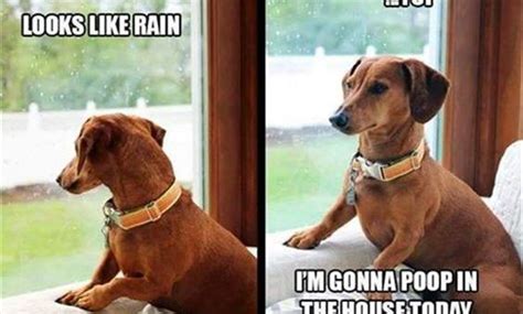 dog hates  rain funny dachshund dachshund memes funny dogs