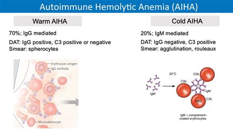 Autoimmune Hemolytic Anemia Aiha Pathophysiology Grepmed