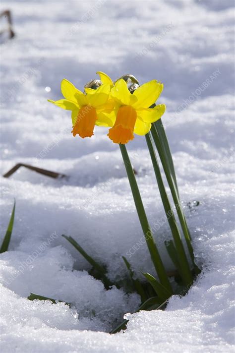 Daffodils In The Snow Stock Image C0257756 Science Photo Library