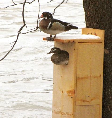 Follow these guidelines when reviewing designers' preliminary sketches and plans. Wood Duck Nest Box | Wood duck house, Nesting boxes, Bird ...