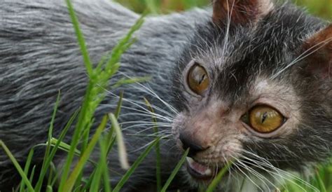 Cat power you are free werewolf. Werewolf cat