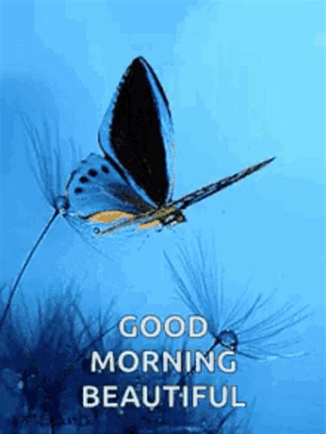 Good Morning Wife Flying Blue Butterfly 