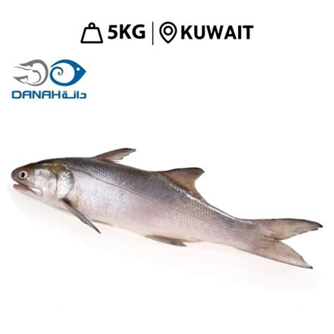 Buy Danah Fresh Kuwaiti Sheem Fish 5 Kg Delivered By Danah Fish