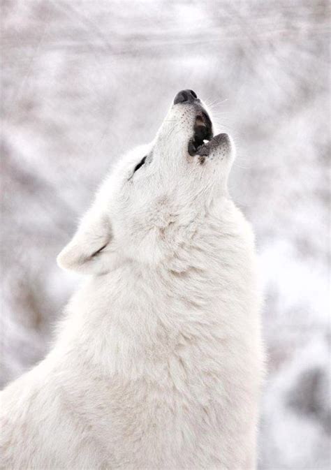 Beautiful White Wolf Howling Pinterest