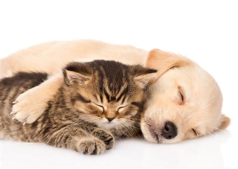 Golden Retriever Puppy Dog And British Cat Sleeping Together Isolated Stock Photo Image 55866789