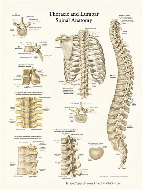 Remove the bone from the 20. Human Spine Anatomy Posters | Anatomy bones, Human anatomy, Human spine