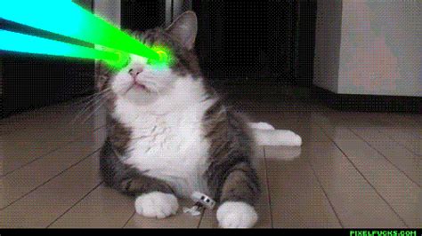 Laser Cats On Tumblr
