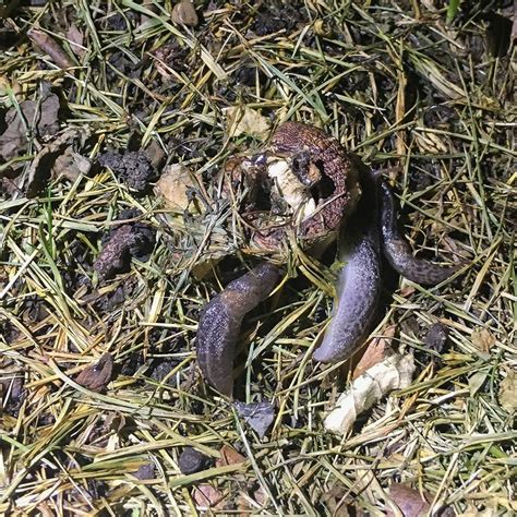 Bevor wir dir verraten, wie es den schnecken im garten an ihren verfressenen kragen geht, solltest du ein paar dinge beachten Schneckenpost | Schnecken im garten, Schnecken, Schneckenpost