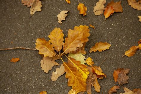 Yellow Fallen Oak Leaves On The Pavement Autumn Landscape Stock Image