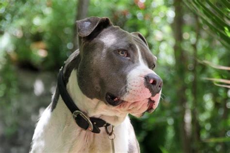 714 likes · 1 talking about this. Chó Pitbull giá bao nhiêu? Yếu tố nào quyết định giá chó?