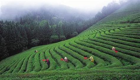 Camellia tea & coffee, burnaby: Classification of Camellia Sinensis | Garden Guides