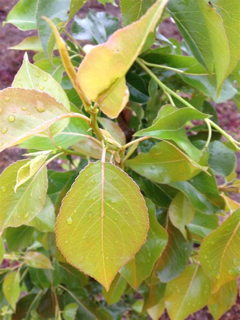 Pyrus Calleryana Chanticleer Green Mile Trees Green Mile Trees