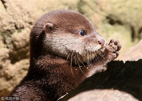 Recent papers in asian small clawed otter. Asian small-clawed otter: smallest but not least - CGTN