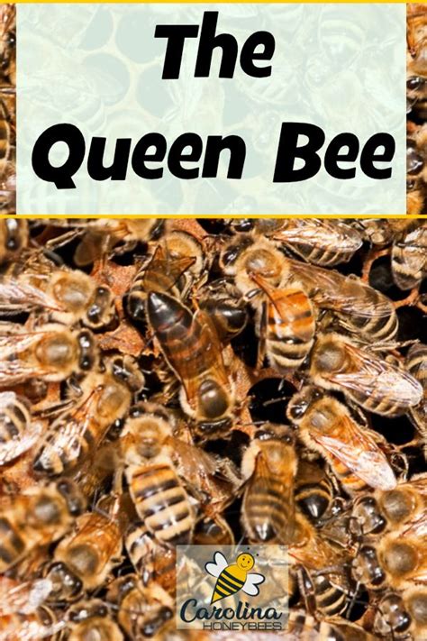 The Queen Bee She Is The Mother Of The Colony However Her