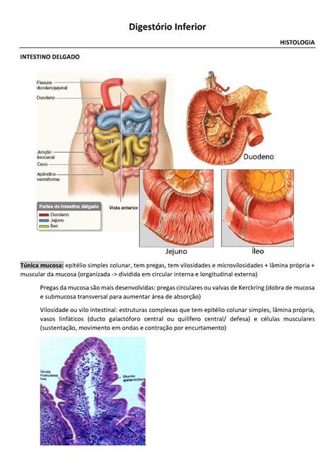 Histologia Do Sistema Digestório Inferior Digestório Inferior