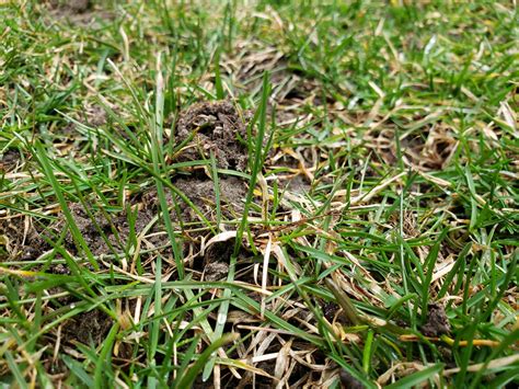 Mounds Of Dirt In Lawn Lawn Care Forum