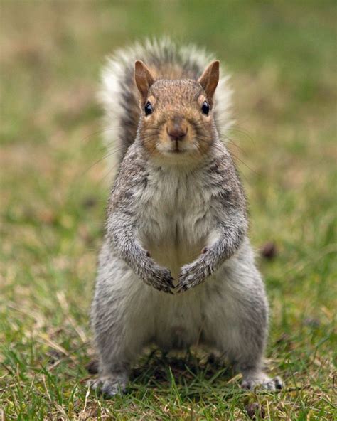 711 Best Images About Squirrel Eekhoorn On Pinterest Baby Squirrel