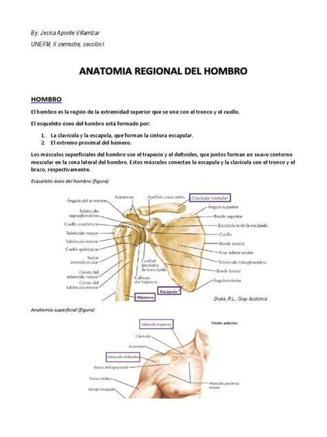 Anatomia Regional Del Hombro Hombro Articulación