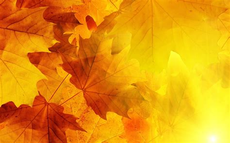 Yellow And Red Maple Leaves Hd Wallpaper Wallpaper Flare