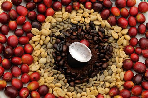 They are meant to work for long with excellent maintenance intervals, an automatic standby generator has a life expectancy of more than 30 years. The life cycle of a coffee bean | The Times & The Sunday Times