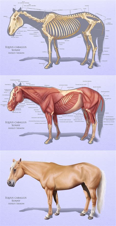 Diagram Of Horse Anatomy