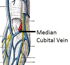 Median Cubital & Antebrachial Veins: Locations & Functions | Study.com
