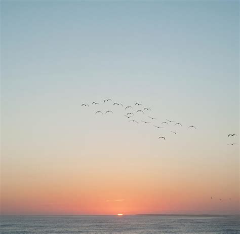 Birds Flying Over Ocean At Sunset By Marlene Ford