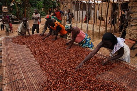 Ghana Pays 400m Yearly In Subsidies As Cocoa Prices Tumble