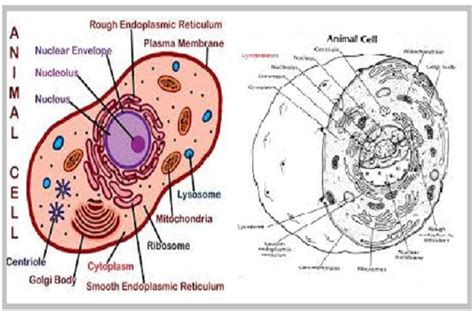 It is said to be selectively permeable. What would happen if nucleus is removed from the cell?