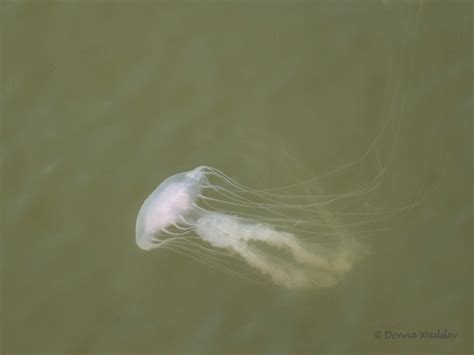 Chesapeake Bay Sea Nettles Water Ballet Ii Photos By Donna