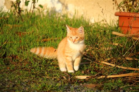 Menggunakan kertas gambar a3 dan menggunakan pensil 2b. Gambar : rumput, anak kucing, binatang menyusui, fauna, cambang, bertulang belakang, kucing ...