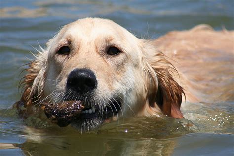 Golden Retriever Swimming 1 Free Photo Download Freeimages