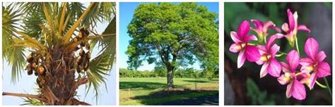 Maybe you would like to learn more about one of these? Flora Dan Fauna Di Indonesia Beserta Penjelasannya - PAK DIKI