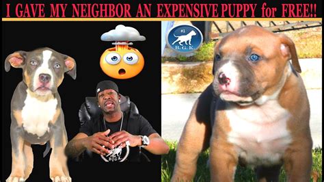 I Gave My Neighbor A Huge Pitbull Puppy For Free Story Time Youtube