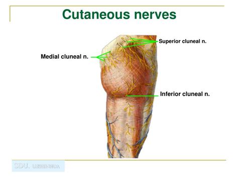 Most commonly it is caused by an entrapment of the occipital nerve in its course from its origin from the c2 nerve root to its entrance into the scalp through the mid portion of the superior nuchal line. Inferior Cluneal Nerve Pain