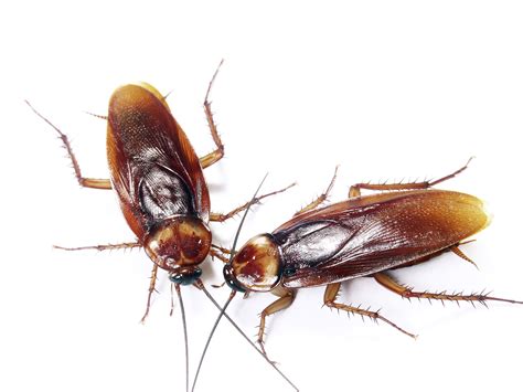 See full list on diypestcontrolbrisbane.com Cockroach Control Southbank Cafe | Pest Control Empire