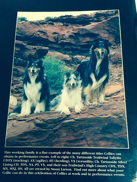 Collies From The Book A Celebration Of The Working Collie By Cindy