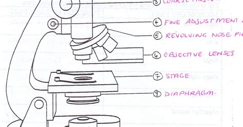 All Saints Online: Diagram for Labelling: Microscope
