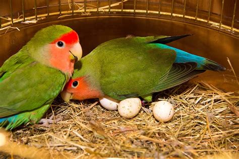 My Parrot Laid An Egg Complete Guide And Faq Updated 2024 Pet Keen